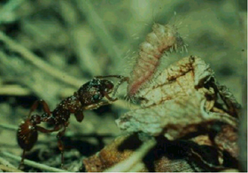 Dia 1 Ant and Caterpillar symbiosis